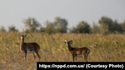 Национальный природный парк Джарылгач, Херсонская область, архивное фото
