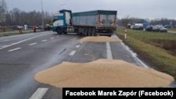 Учасники блокади кордону з Україною виспали зерно з українських вантажівок біля пункту пропуску «Дорогуськ-Ягодин», 11 лютого 2024 року