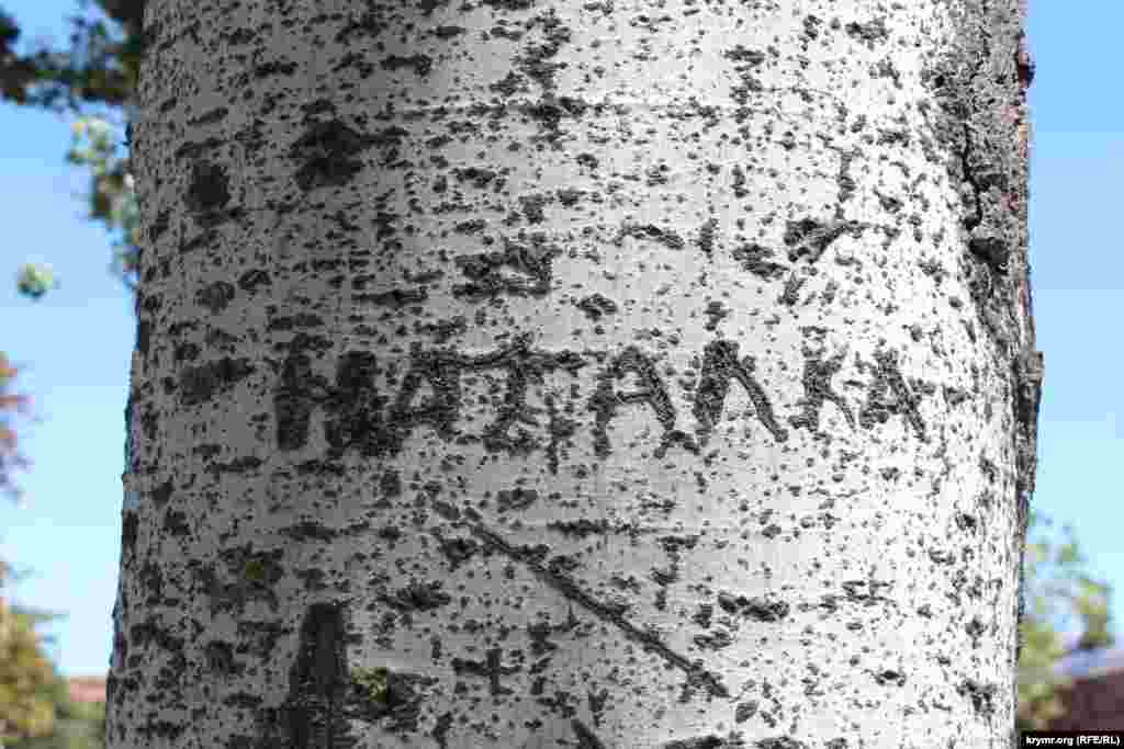 Місцевий чи приїжджий хуліган вирізав характерне українське ім'я Наталка на стовбурі дерева у Феодосії