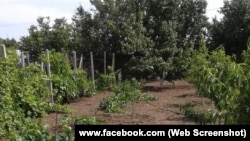 Bekirovlarnıñ azbarındaki bağ ve bağça