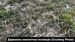 Померлі дощові хробаки, які з’явились на поверхні землі після розлиття нафти