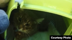 Кіт Тії, який подолав із нею весь шлях довжиною в чотири дні з окупованого Донецька до Харкова