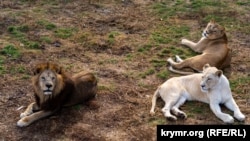 Львы в сафари-парке «Тайган», архивное фото