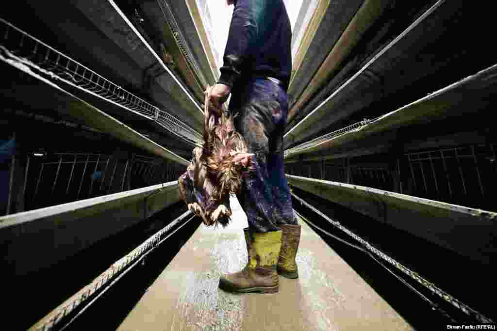 Ukop kokoški koje su se utopile u poplavama obaviće se pod nadzorom službenika Agencije za hranu i veterinu.