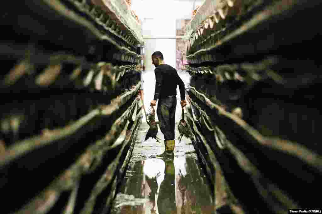 Od 15.000 kokoški koje je imala farma "Zlatna jaja", u selu Llaushë u opštini Srbica, više od 12.000 je stradalo od posljedica poplava, rekao je za Radio Slobodna Evropa vlasnik farme kokoški Liridon Geci.