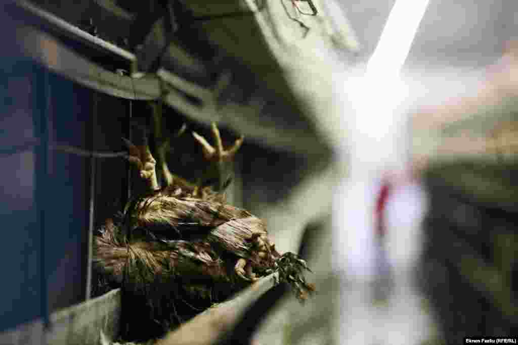 Načelnik Direkcije opštinskog inspektorata Srbica Valon Haliti potvrdio je za RSE da je u brdsko-planinskom selu Kotorr određeno mjesto za ukop mrtvih kokoški.