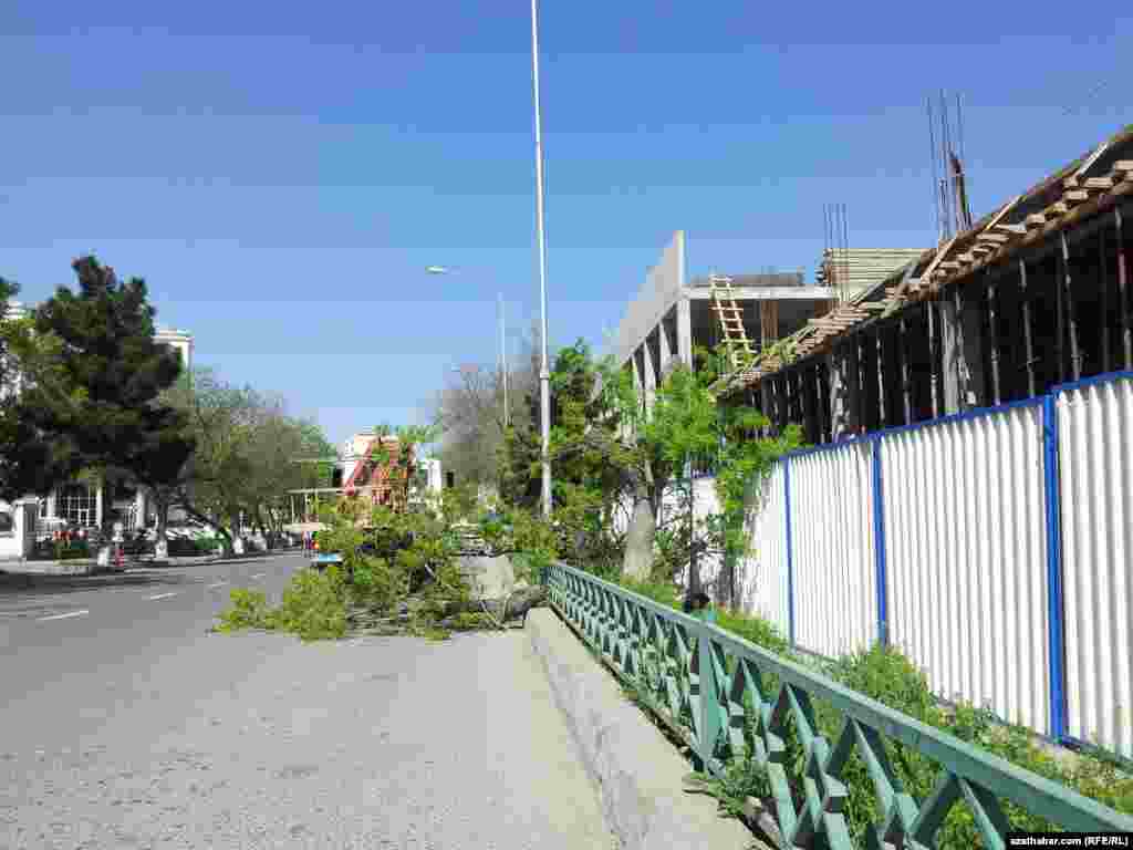 Paýtagtda "Ors bazaryň" ýanynda kesilýän agaç.