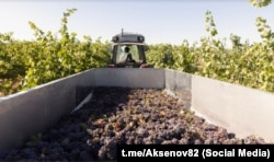 Сбор винограда в Крыму, ноябрь 2025 года