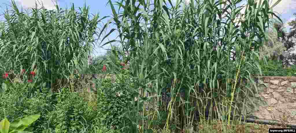 Натомість місцевий очерет росте просто гігантський