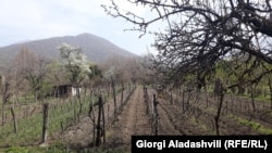 Şaftalı bağı [Foto arxiv]