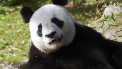 فرانس له چین څخه پور کړي پانډاګان بیرته ورکوي 