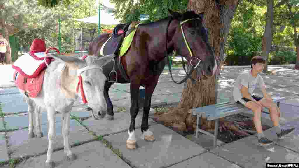 Ponei într-un parc la Tiraspol și un adolescent care așteaptă potențialii clienți