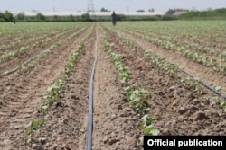 Ўзбекистонда томчилатиб суғорилаётган далалар.
