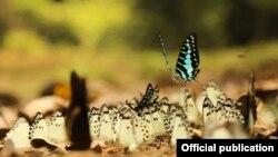 Плави пеперутки. Извор: Светкиот фонд за заштита на природата (WWF Adria).