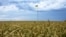 Урожай зерновых в Украине (иллюстративное фото)