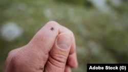 Studiile efectuate până la pandemia de COVID-19 arătau că doar 30% din căpușe sunt infectate cu borelia, care cauzează boala Lyme.