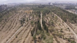 Ботаникалык бакта дарактар эмнеге куурап жатат?