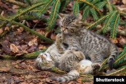 Эўрапейскі дзікі кот