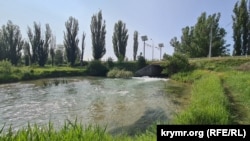 Полноводная река Биюк-Карасу ниже Белогорского водохранилища, 6 июня 2025 года