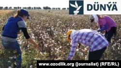 Özbegistanyň Samarkant welaýatynda işçiler pagta ýygýarlar. (Arhiw suraty)