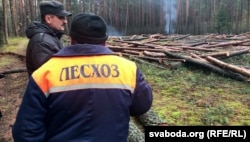 Высечка лесу ў Берасьцейскай вобласьці, 2017 год, архіўнае фота