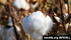 Illýustrasiýa suraty. Açylan goza