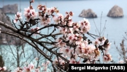 Квітучий мигдаль у Гурзуфі, 17 березня 2021 року