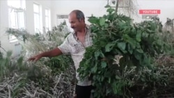 Məktəbdə barama saxlamaqla iqtisadi inkişaf