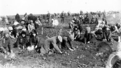 Голодні діти збирають морожену картоплю на колгоспоному полі. Україна 1933 рік