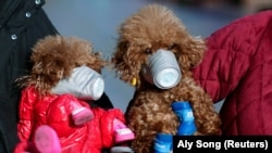 Собаки в масках, Шанхай, Китай, 16 лютого 2020 року