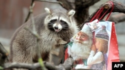 Янот у заапарку. Ілюстрацыйнае фота 