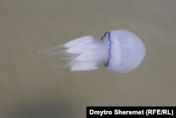 Медузы в Азовском море возле Геническа, сентябрь 2022 года