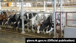 Коровы в Крыму. Архивное фото