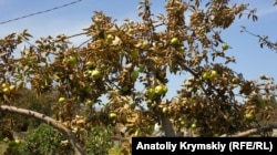 Яблоня в крымском селе Перекоп, архивное фото
