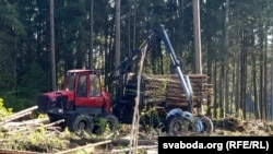 Нарыхтоўкі лесу на Магілёўшчыне, 2019 год. Ілюстрацыйнае фота