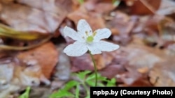 У сьнежні распусьцілася ветраніца