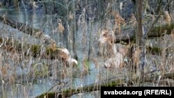 Паваленыя бабрамі дрэвы. Ілюстрацыйнае фота