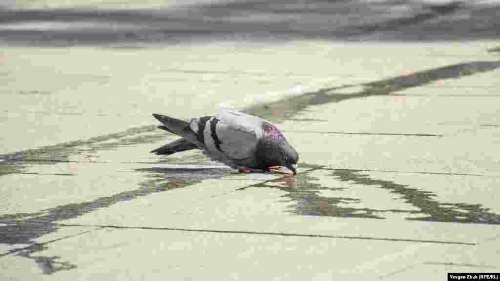 Братам нашим меншим &ndash; теж нелегко в спеку. Голуб п'є воду, що стікає з кондиціонера