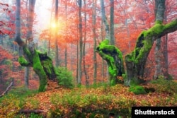 Буковий ліс на Закарпатті