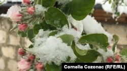 В апреле в Украине ударили заморозки