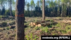 Высечкі лесу ў Магілёўскай вобласьці, 2019 год. Ілюстрацыйнае фота