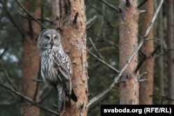 Сава ў Белавескай пушчы, 2017 год, архіўнае фота