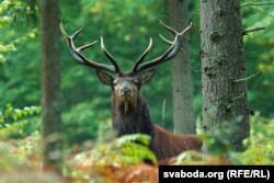 Алень, Белавеская пушча. Ілюстрацыйнае фота