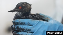 По информации зоозащитника сейчас всех спасаемых в Крыму птиц везут на передержку в парк львов «Тайган», где нет условий для их полноценной реабилитации (иллюстративное фото)