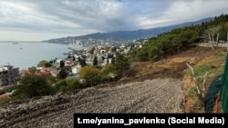 Остатки миндальной рощи на Поликуровском холме в Ялте после вырубки застройщиком, октябрь 2025 года